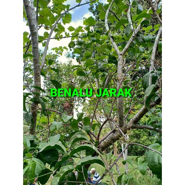 

BENALU JARAK KERING HIJAU 1000 GRAM (PREMIUM QUALITY)