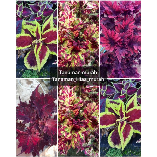 miana Paket 3 warna miana coleus sudah berakar