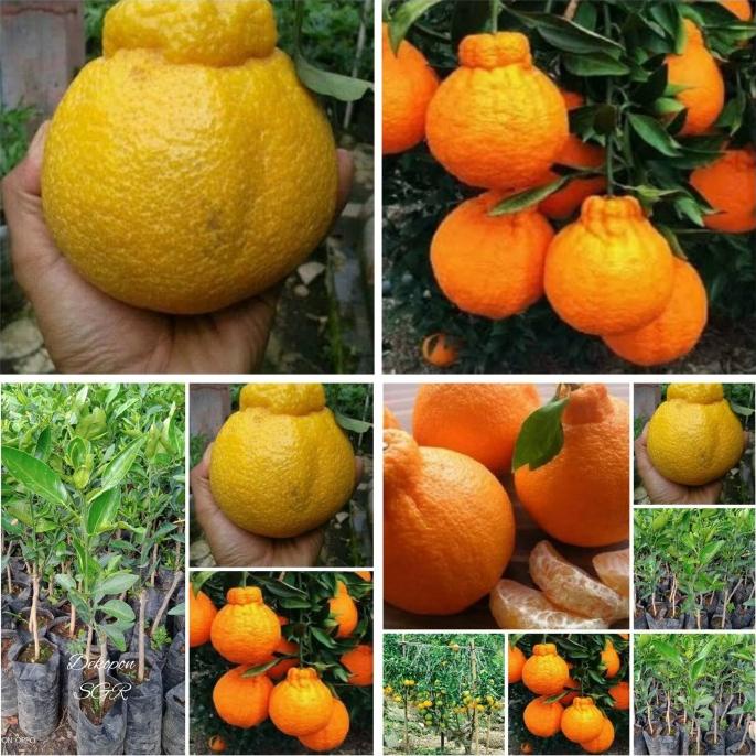 joss Bibit Tanaman jeruk Dekopon unggul hsl okulasi cpt Berbuah. viral