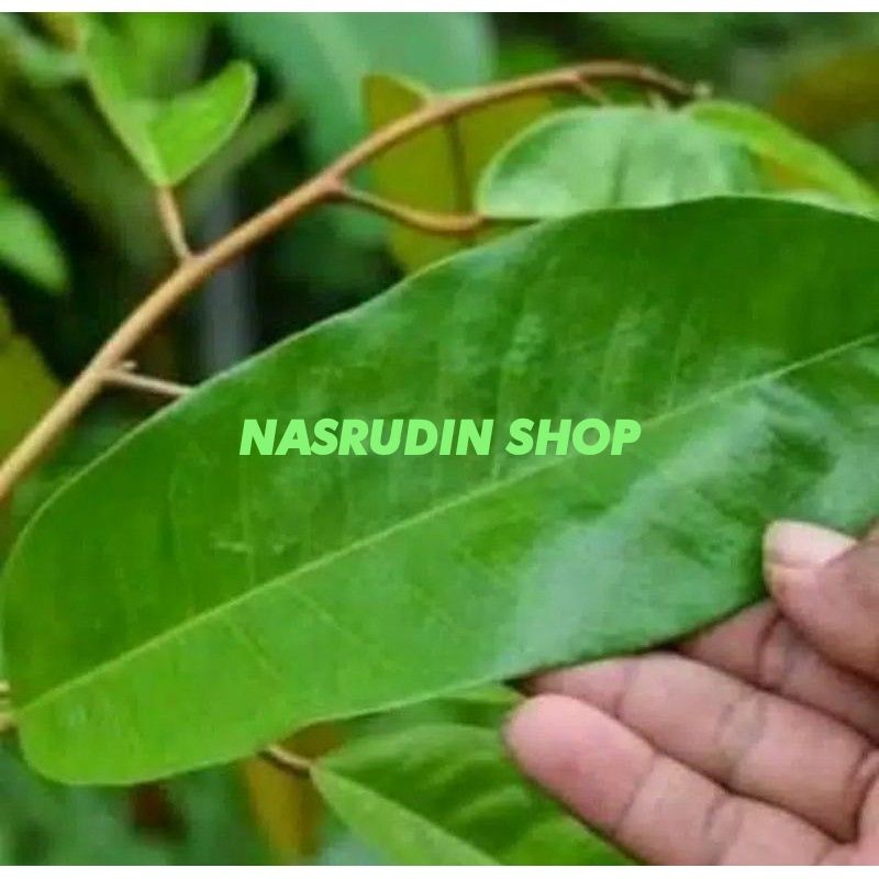 

[Fresh] DAUN DURIAN SEGAR LANGSUNG PETIK