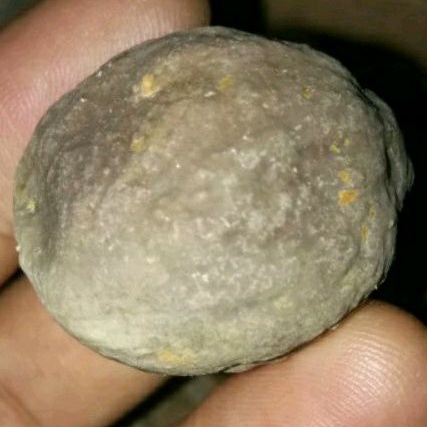 muncang adu tebal yanti keras