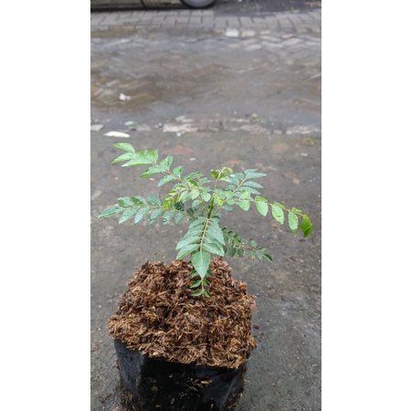 tanaman daun kare - bibit tanaman daun kari MURAH