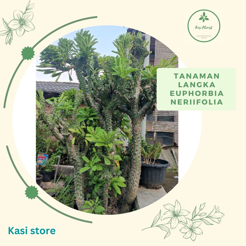 STEK TANAMAN EUPHORBIA NERIIFOLIA