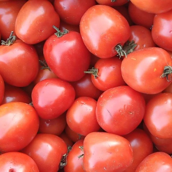 

TOMAT MERAH SEGAR FRESH 500 GRAM