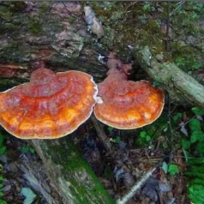 

jamur lingzhi