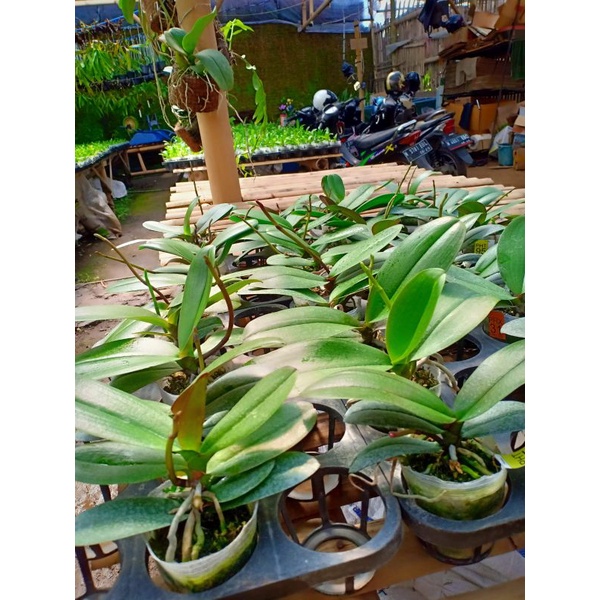 Anggrek bulan Pra dewasa spike clone import Taiwan Warna koleksi