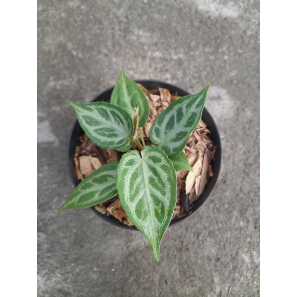 anthurium silver tiger