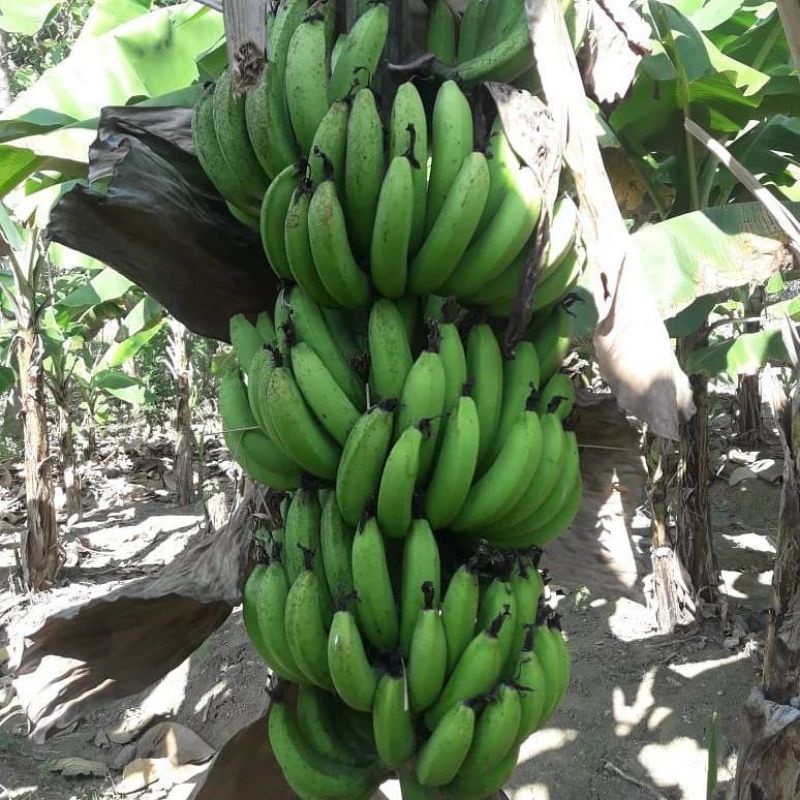 Pupuk Booster Organik Pelebat Buah Pisang Dan Perangsang Agar Cepat Berbuah