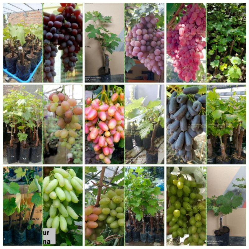 Bibit anggur impor hasil grafting