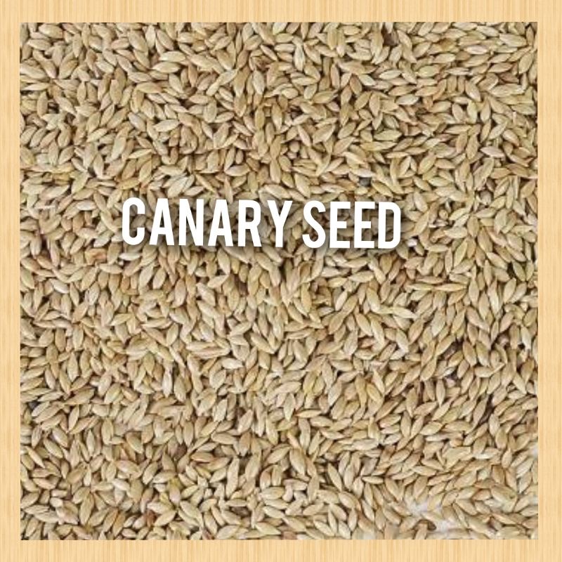 canary seed 1kg kenari seed 1kg