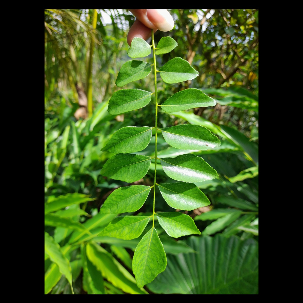 

Daun Kari | Daun Salam Koja Kering 100 gram