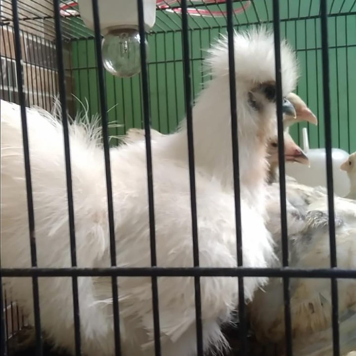 AYAM AMERICAN SILKIE ORIGINAL