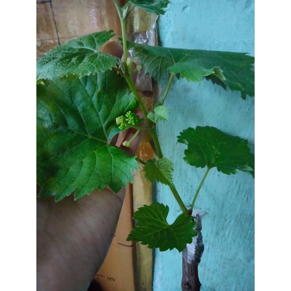 Bibit Anggur jupiter Berbunga