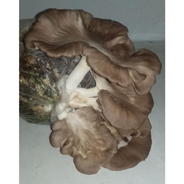 Media Tanam Jamur Tiram Cokelat Baglog Mini Sayuran Jamur Tiram Ukuran Mini