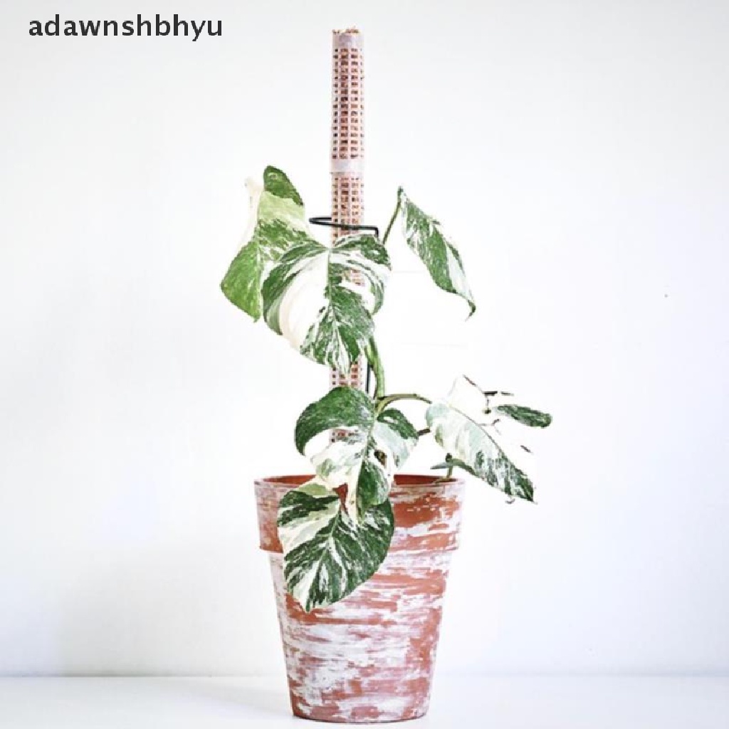 Adawnshbhyu New 25cm Tongkat Galah Tanaman Panjat Plant Growing Support Stick ID
