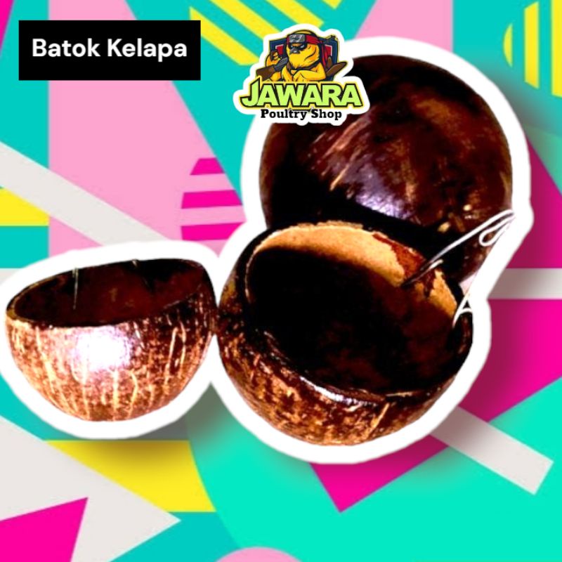 BATOK KELAPA Cepuk Makan Minum Burung Ayam BATOK KELAPA
