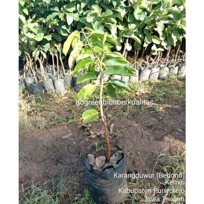 Bibit Jamblang duwet putih okulasi