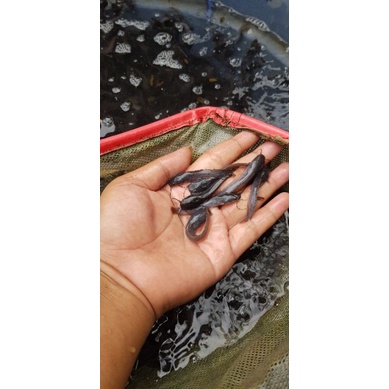 Bibit Ikan Lele Per 100ekor || Ukuran 5-6 CM || lele mutiara || Lele sangkuriang.