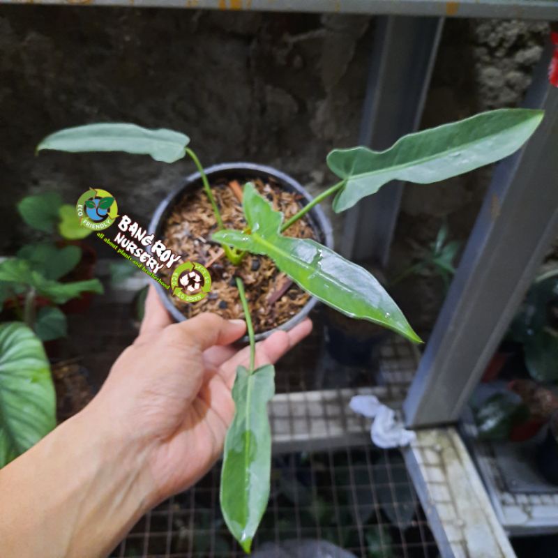 philodendron longilobatum