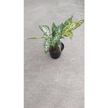 Bambu Jepang dracena