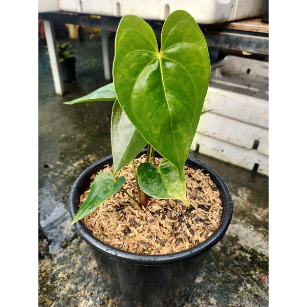 Anthurium bunga varigata