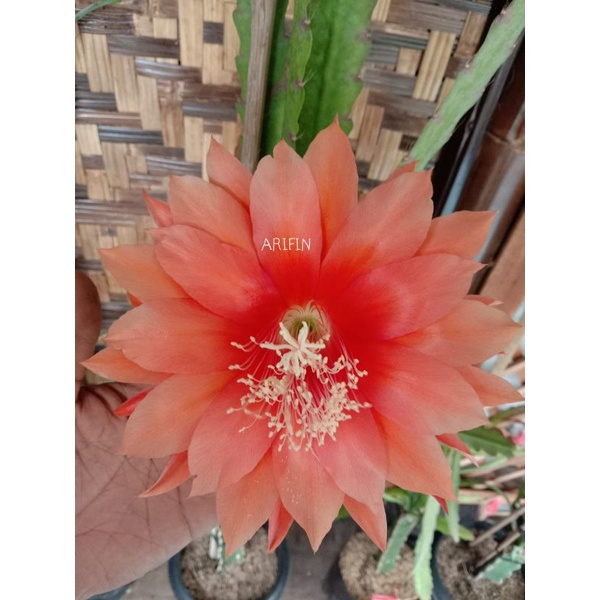 Tanaman Hias Wijaya Kusuma Hibrid ID CELEMENTINE