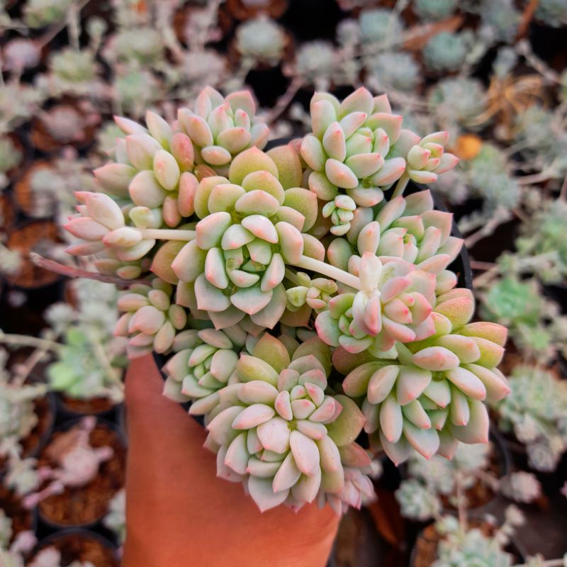 KAKTUS SKULEN echeveria prolifica cluster