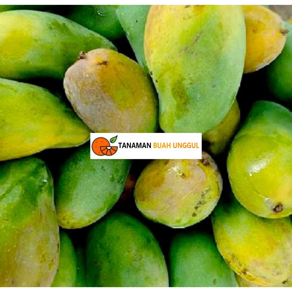 Bibit Mangga Harum Manis Super Okulasi