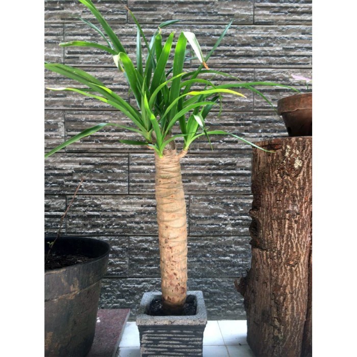 Bonsai Pandan Bali Pohon Bonsae Tanaman Hias B-PDB-001