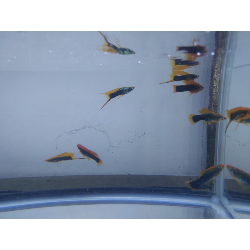 Ikan Pedang Swordtails Bloodred Hellery Hamburg Mix