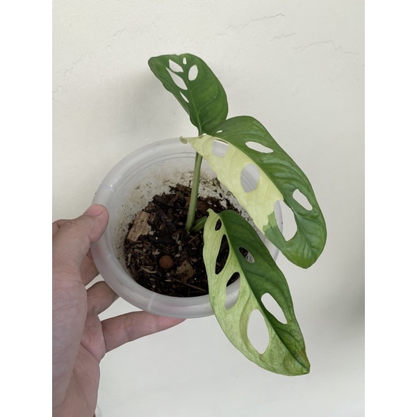 monstera andasonii variegata / janda bolong variegata 3 color