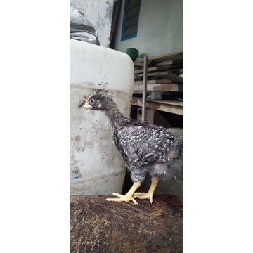 Barred plymouth rock