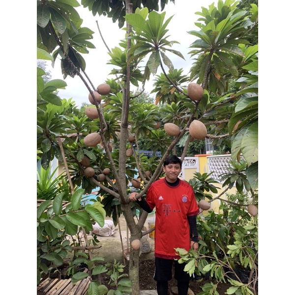 fc mamey sapote magana