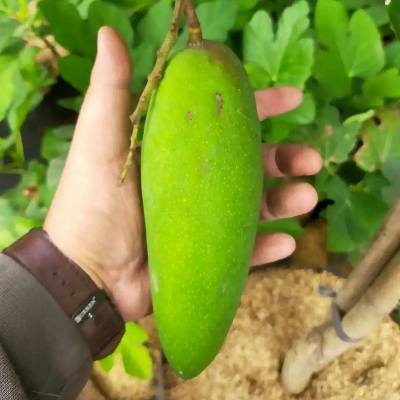 Pupuk Organik Pelebat Buah Dan Booster Mangga Cepat Berbuah Lebat