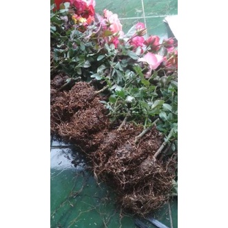 Free Pengemasan MAWAR PAKET 10 POHON MAWAR HOLLAND KELOPAK BESAR