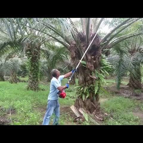 Mesin Panen Sawit Tasco Tpc 310 Alat Panen Sawit Palm Cutter Harvester