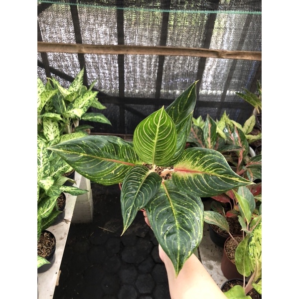 Aglaonema Queen Of Siam