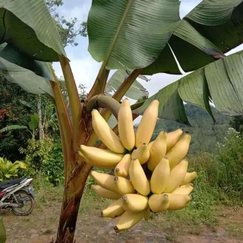 Pupuk Booster Organik Pelebat Buah Pisang Dan Perangsang Agar Cepat Berbuah