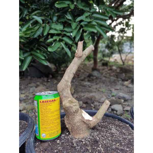 Bahan Bonsai Anting Putri Batang Putih