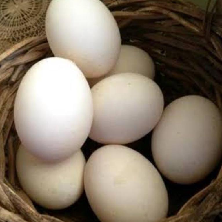 

[X-8&O ☛] telur ayam bangkok fertil asli petarung per 1 butir-top produk