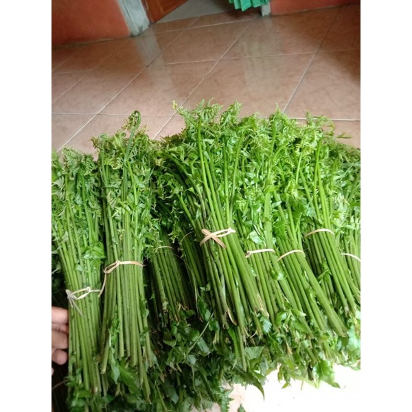 

(grosir) sayur pakis