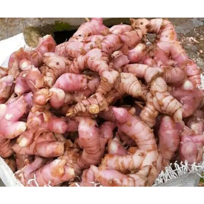 

Lengkuas / Laos Segar 500 gr