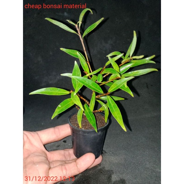 ficus California cocok buat nambah koleksi bahan bonsai