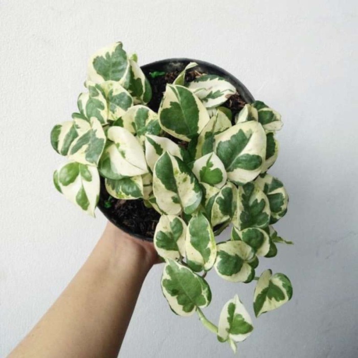 Tanaman hias sri gading enjoy/tanaman sri gading koin/pohon sri gading/tanaman hias gantung