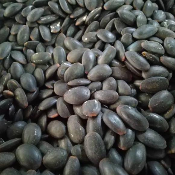 

☈ Biji Kedaung Kering 1kg - Biji Kedawung Kering ↯