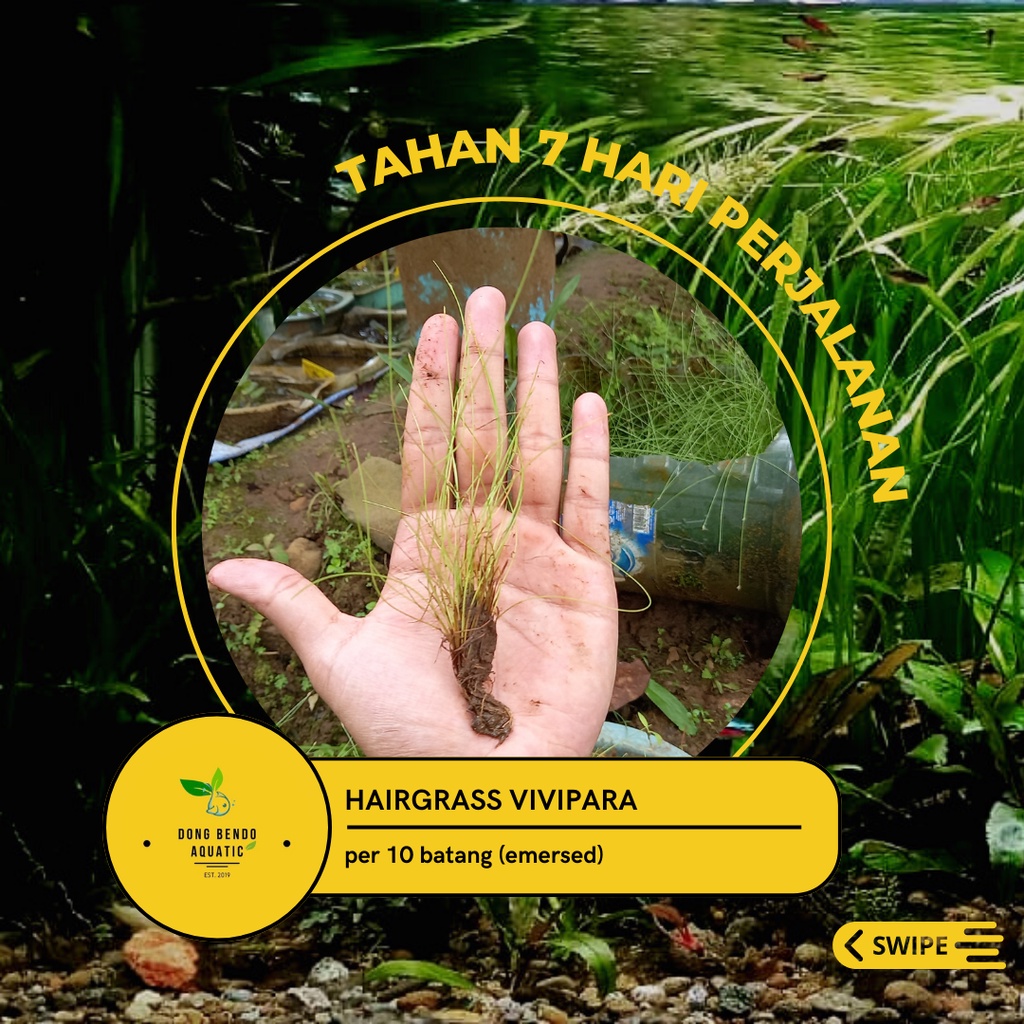 Hairgrass vivipara/Eleocharis vivipara/tanaman aquascape