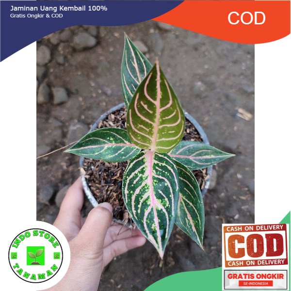 AGLAONEMA PRIDE OF SUMATRA ( POS )