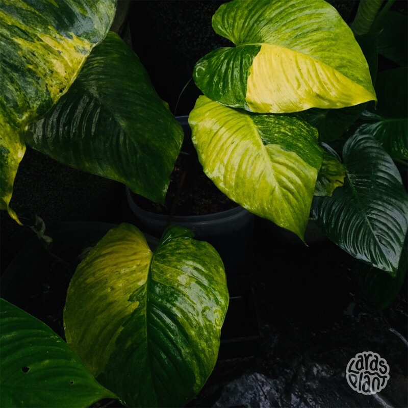 HOMALOMENA VARIEGATA