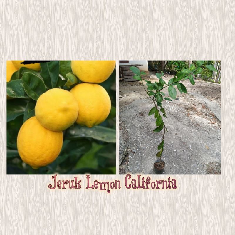 Bibit Jeruk Lemon California/Bibit Lemon California