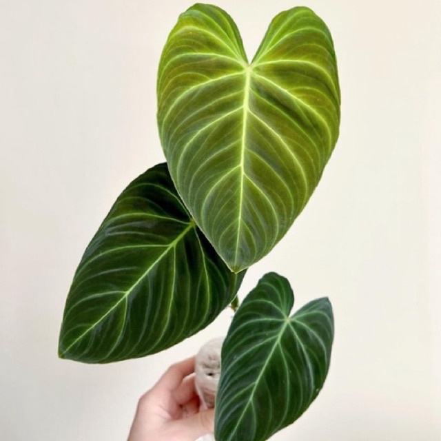 Philodendron splendid